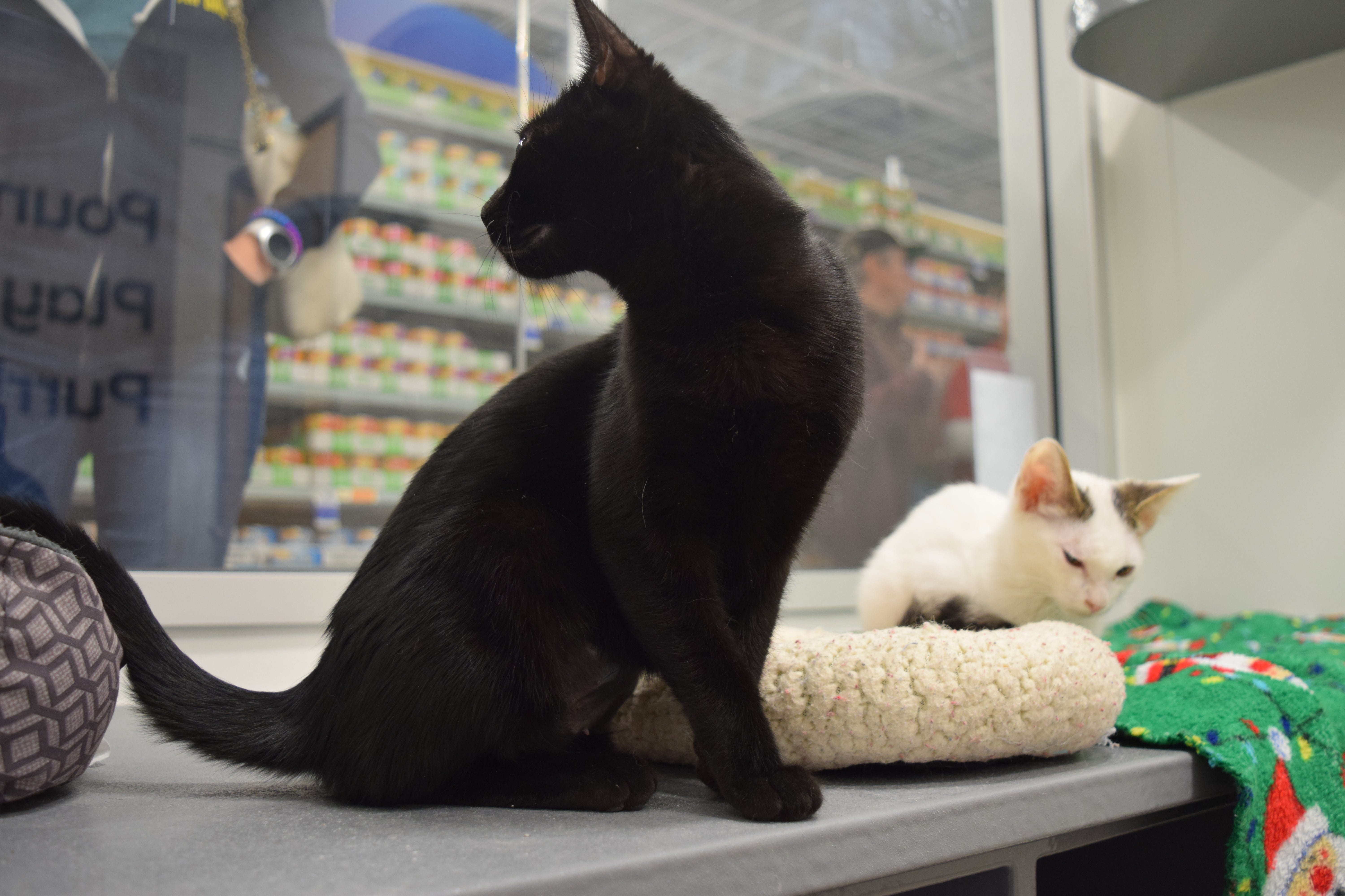 cats available at petsmart